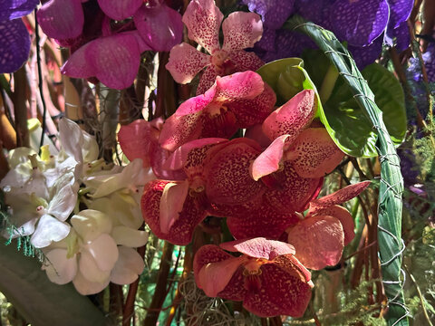 Vanda Orchid Exotic