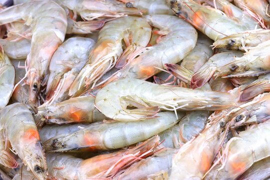 Heap of raw shrimp piled together in close-up. Fresh seafood ingredient for cooking and meal preparation. Shellfish protein and food supply. Seafood market and fishing industry trade