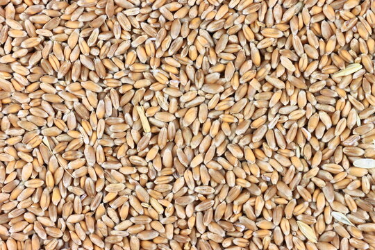 Wheat kernels packed closely across a dense bed of whole grain. Cereal crop and food texture. Harvest, farming and agricultural production. Food supply, baking and nutrition concept.