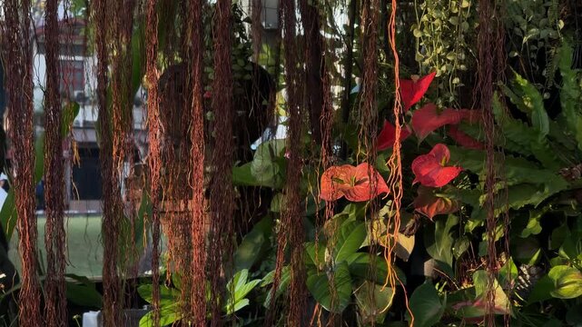 Aerial roots hanging among tropical foliage in Chiang Mai