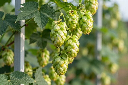 Fresh green hop cones on the bine at harvest time