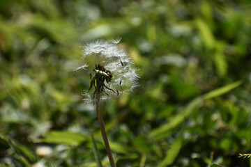 diente de león © Bren