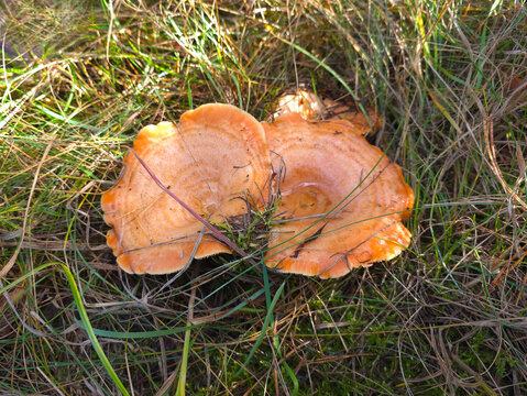 The beautiful and edible saffron milk cap mushroom, Lactarius deliciosus.
