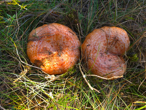 The beautiful and edible saffron milk cap mushroom, Lactarius deliciosus.