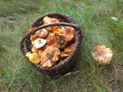 The beautiful and edible saffron milk cap mushroom, Lactarius deliciosus.