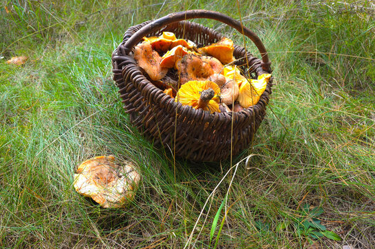 The beautiful and edible saffron milk cap mushroom, Lactarius deliciosus.