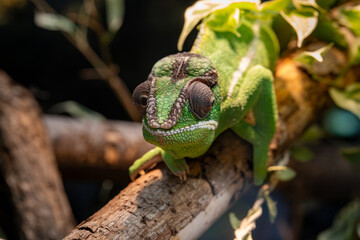 Alert green chameleon peers forward from a natural wooden perch © Piotr