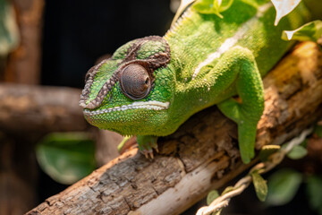 Green chameleon grips a branch in a detailed close-up portrait © Piotr
