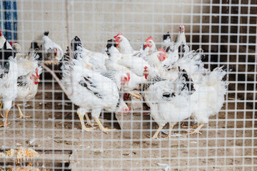 Chickens and roosters eating food behind a mesh fence. © Nataliya