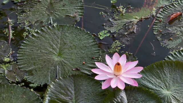 Pink water lily blooming on pond in Chiang Mai