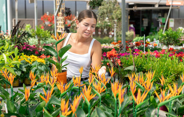 Young girl florist chooses Strelitzia plants to create flower arrangement © JackF