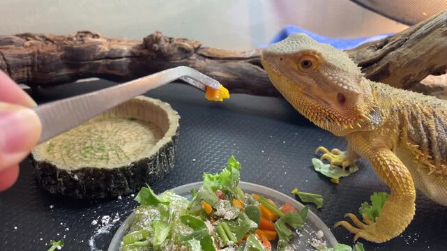 Bearded dragon reaching toward orange food offered with tweezers inside terrarium, close up view of head and open mouth during feeding green plants and glass enclosure background