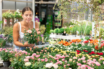 Young florist in an apron takes care of bush roses in pots in a large greenhouse © JackF