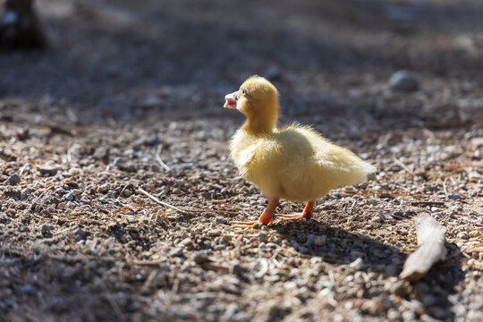 Cute yellow duckling quacking with open beak in warm backlit outdoor sunshine environment