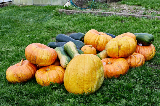 Harvest of ripe pumpkins and assorted squash gathered on green grass, showing abundant garden produce in varied shapes and colors.