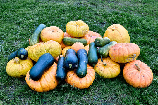 Harvesting of colorful pumpkins and squash gathered together on grass, highlighting abundant garden produce, varied shapes and seasonal color.