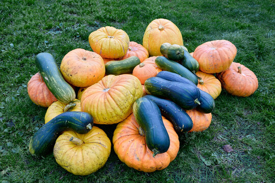 Harvest of ripe pumpkins and assorted squash arranged on green grass, showing varied shapes, sizes and natural colors from garden.
