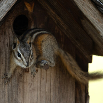 Chipmunk balanced on birdhouse perch