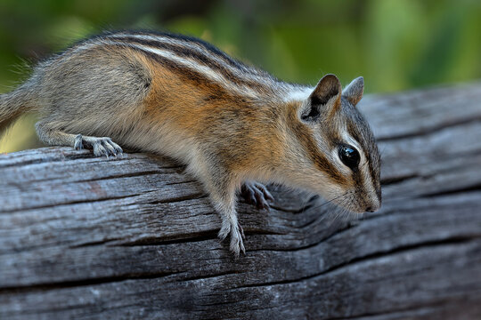Chipmunk about to jump off a wooden fence rail