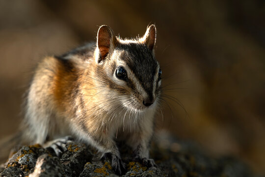 Chipmunk on lichen-covered rock with dramatic sidelighting