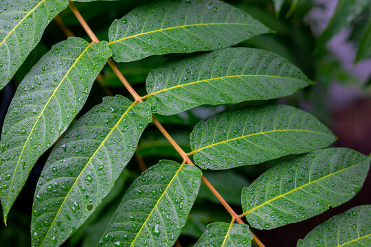 Selective focus of green leaves with raindrops, Ailanthus altissima commonly known as tree of heaven, Ailanthus is a deciduous tree in the family Simaroubaceae, Natural greenery pattern background.