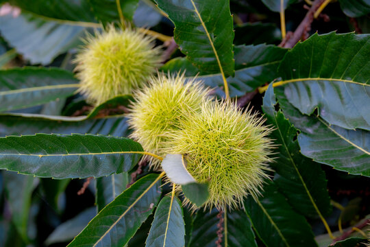 Wild and unripe chestnuts with green leaves on trees in the forest, The chestnuts are a group of eight or nine species of deciduous trees and shrubs in the genus Castanea in the beech family Fagaceae.