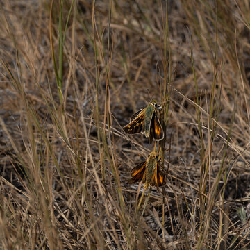 Pair of Skipper Butterflies in dry grass