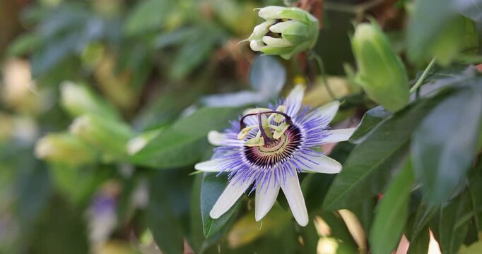 Close-up of the uniquely beautiful Passiflora, known also as passion flowers or passion vines. The blue passionflower is a climbing vine with distinctive blue & white petals. Captured in slow motion.