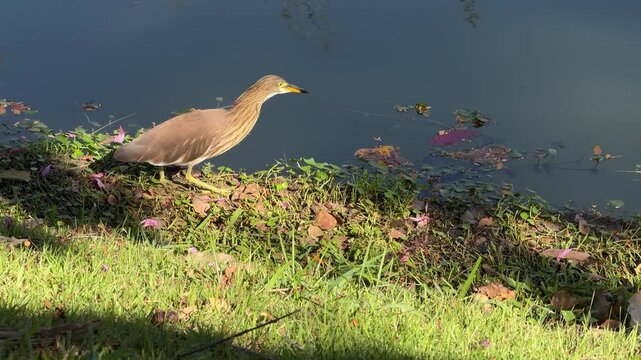 Pond heron walking along grassy water bank in Chiang Mai