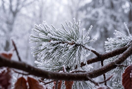 Close-up of pine tree needles covered with delicate white hoarfrost crystals during a cold winter day in the forest