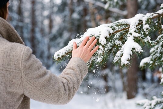 Woman Hand Touching Snow Covered Pine Branch in Winter Forest During Hike