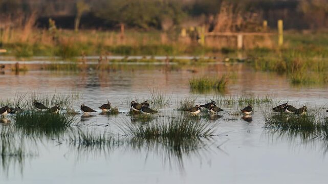 Northern Lapwing, Vanellus vanellus, birds on marshes at winter