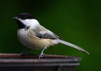 cute black- capped chickadee perched on a bird bath in fall in  broomfield, colorado  © Nina