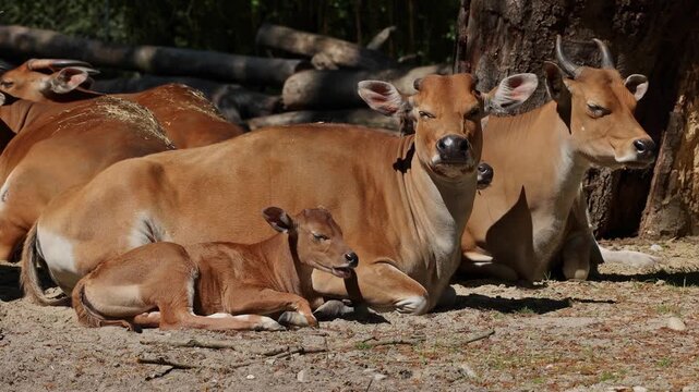 Family of Banteng, Bos javanicus or Red Bull. It is a type of wild cattle But there are key characteristics that are different from cattle and bison: a white band bottom in both males and females.