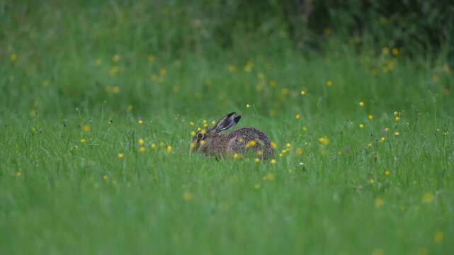 European hare (Lepus europaeus), Vulkaneifel, Rhineland-Palatinate, Germany