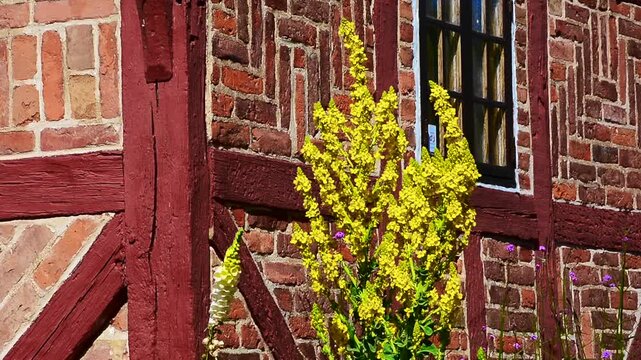 Great Mullein, Common Mullein (Verbascum thapsus) at a half-timbered wall in Ystad, Sk&aring;ne, Sweden, Scandinavia