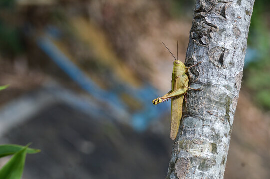 A Javan grasshopper or Valanga nigricornis clings vertically to rough tree bark against a slightly blurred background.