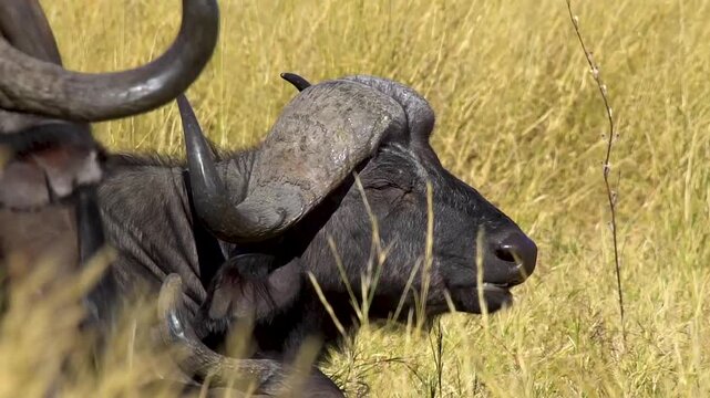 African buffalo (Syncerus caffer) with horns in tall grass, Moremi National Park, Botswana