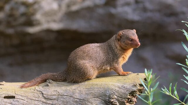 Dwarf mongoose (Helogale parvula), adult, alert, Waiting, South Africa