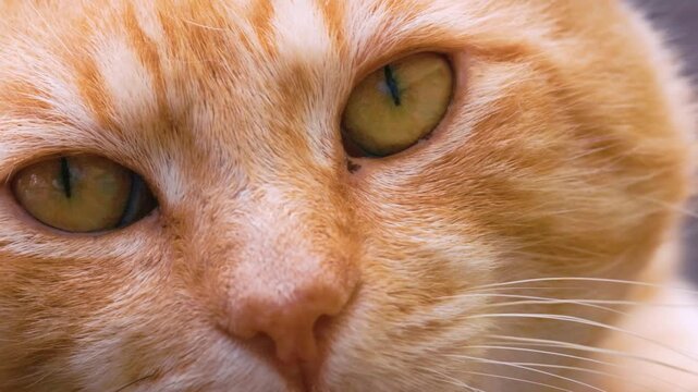 Close-up of the face of a red tomcat (Felis Catus), Ternitz, Lower Austria, Austria