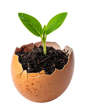 Green seedling sprout growing from a cracked chicken egg shell with soil isolated on white for design on transparent background