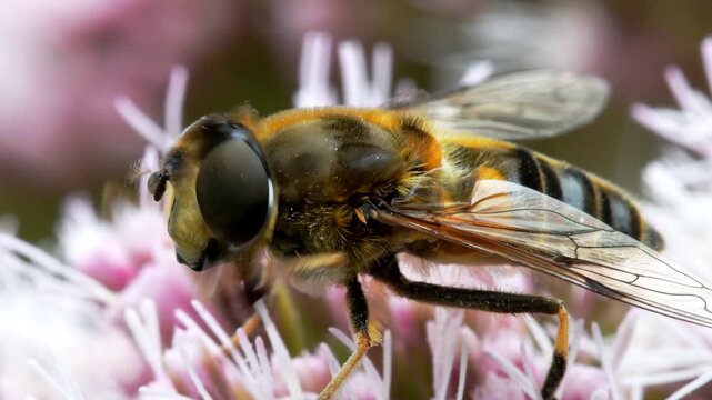 Drone Fly (Eristalis nemorum) on flower