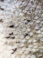 Close view of fish scales on a shoreline in sunlight © Iuliia