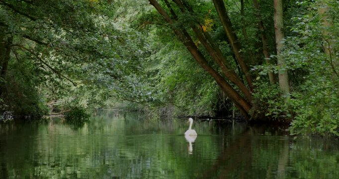 Swan in the canal Alte Fahrt between Bolter Schleuse and Caarpsee, forest, trees, reflection, M&uuml;ritz National Park, Mecklenburg Lake District, Mecklenburg-Vorpommern, Germany