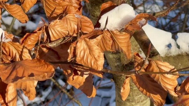 Ry beech leaves remain on the branches all winter and fall off when new leaves appear in spring. In Ystad, Sk&aring;ne County, Sweden, Scandinavia