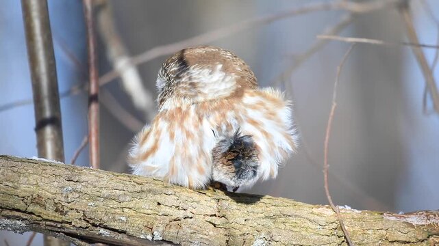 Northern Saw-whet Owl (Aegolius acadicus), Owl perched with a prey and watching, Central Quebec region, Province of Quebec, Canada
