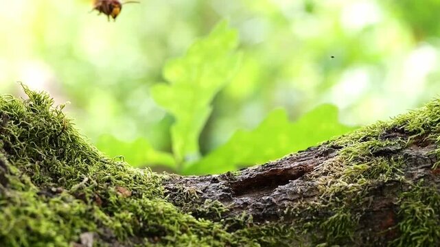 European hornet (Vespa crabro) flies to the fracture of the tree bark in the oak to drink the emerging sweet tree sap, North Rhine-Westphalia, Germany