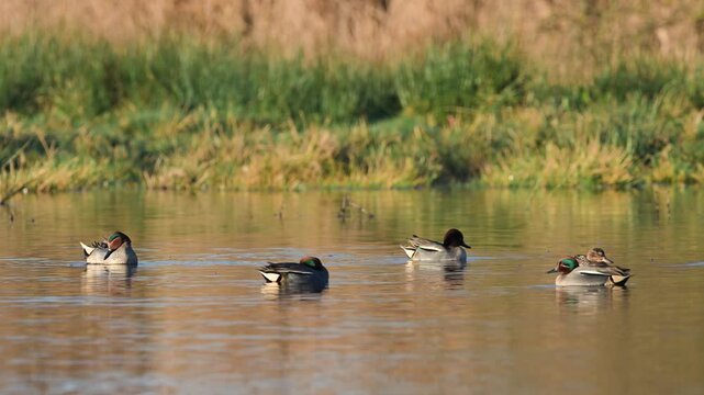 Eurasian Teal, Anas crecca, birds in spring courtship on marshes