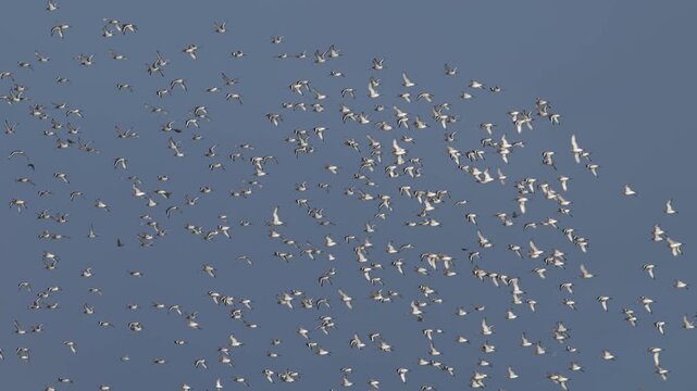 Black-tailed Godwit, Limosa limosa, birds in flight over Marshes at winter time