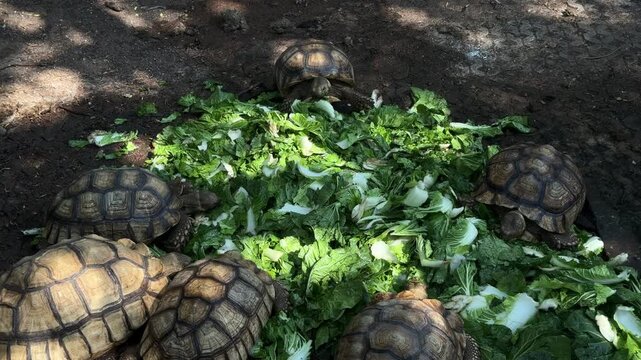 Group of tortoises feeding on green vegetables in Chiang Mai